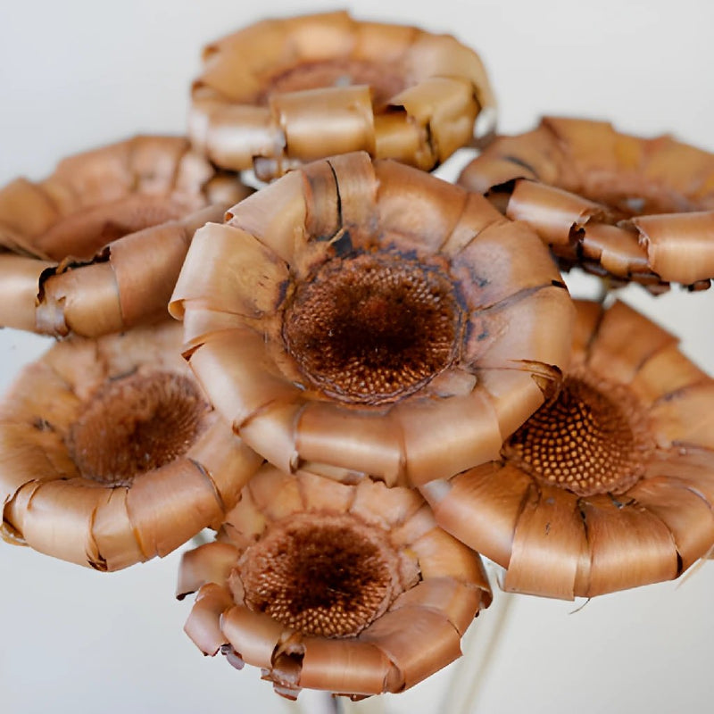 Mauve Dried Protea Crowns