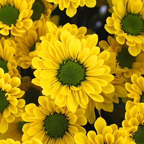 Yellow Micro Pom Flower