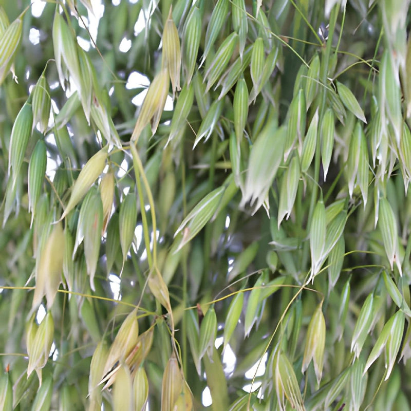 Wedding greenery wholesale oat greens filler flowers sold near me