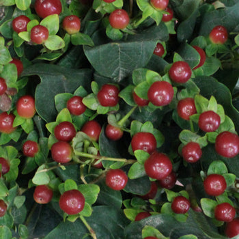 Antique Burgundy Designer Hypericum Berries