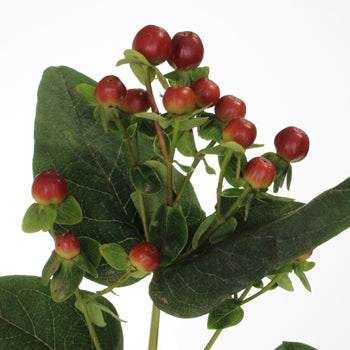 Antique Burgundy Designer Hypericum Berries
