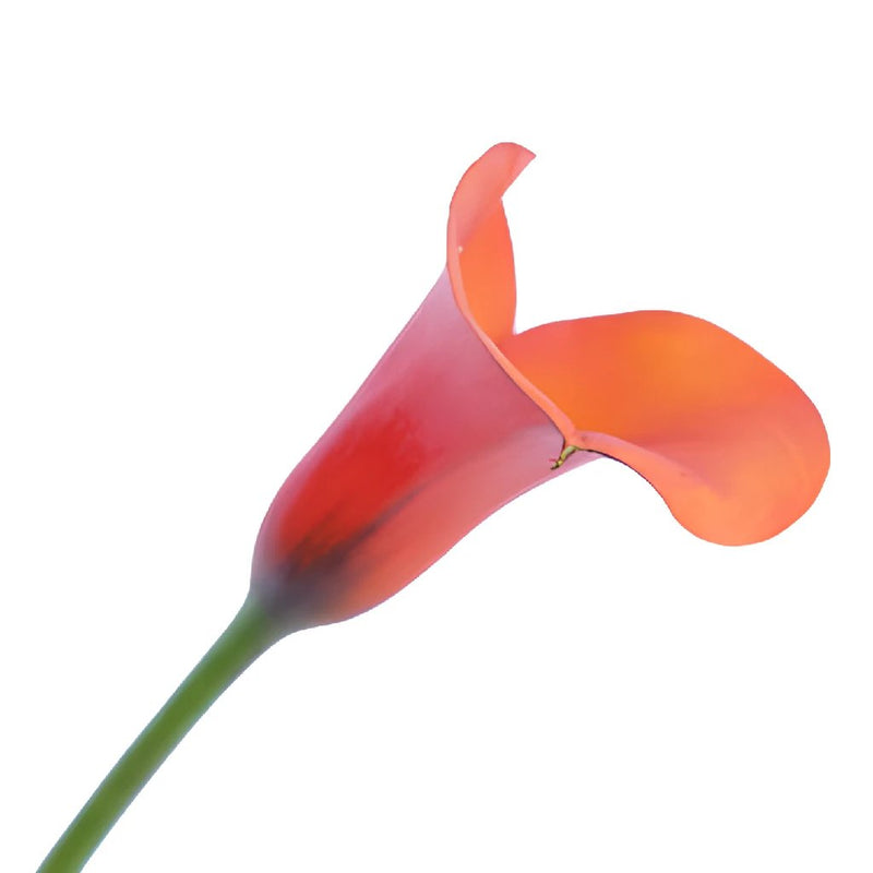 Mango Mini Calla Lily Bulk Flower