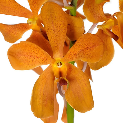 Orange Mokara Orchids