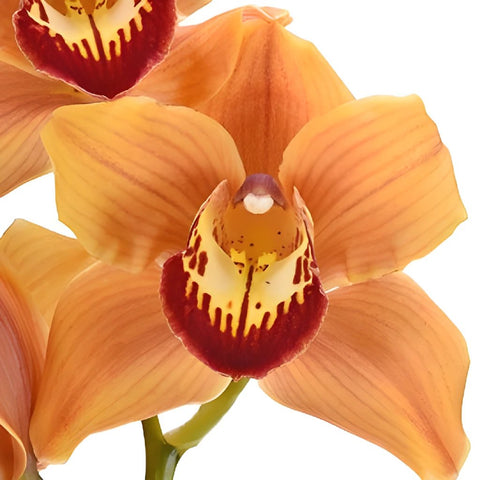 Wholesale Cymbidium Orchids Orange