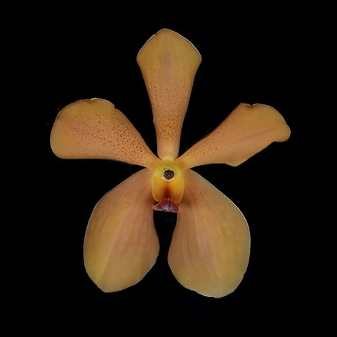 Jaguar Orange Mokara Orchids