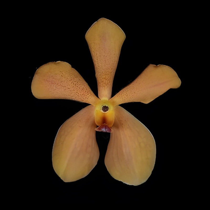Jaguar Orange Mokara Orchids