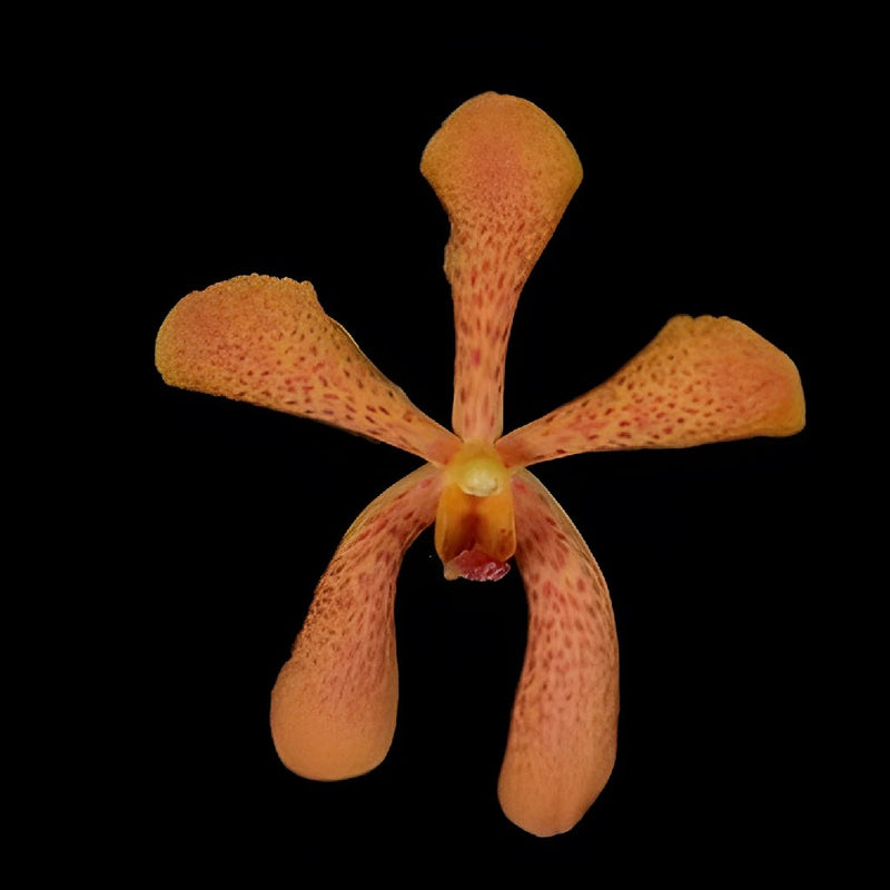 Tangerine Mokara Orchids Orange Flower