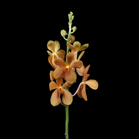 Jaguar Orange Mokara Orchids
