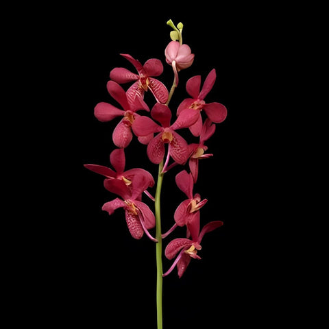 Robin Mokara Orchids Red Flower
