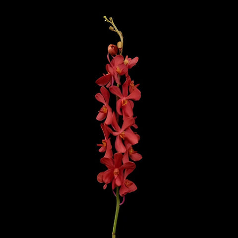 Ruby Mokara Orchids Red Flower