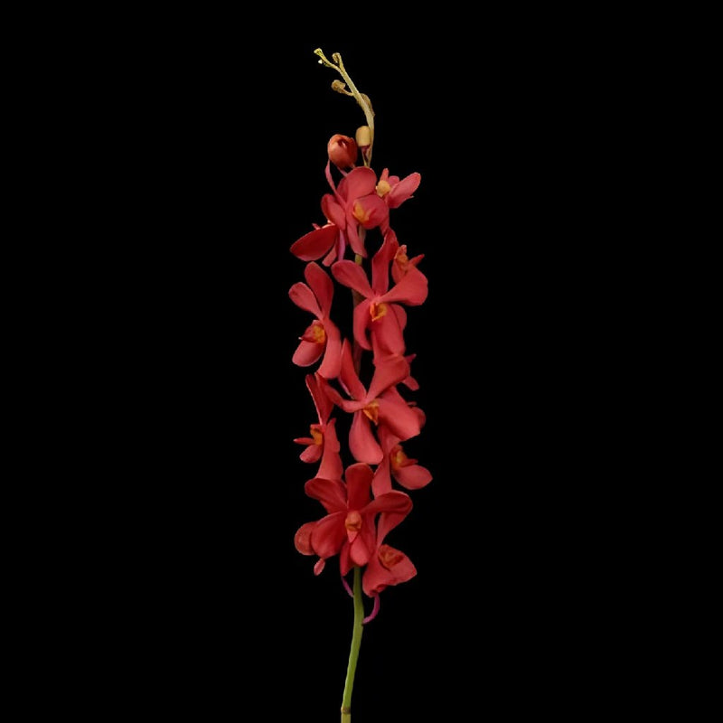Ruby Mokara Orchids Red Flower