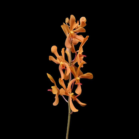 Tangerine Mokara Orchids Orange Flower