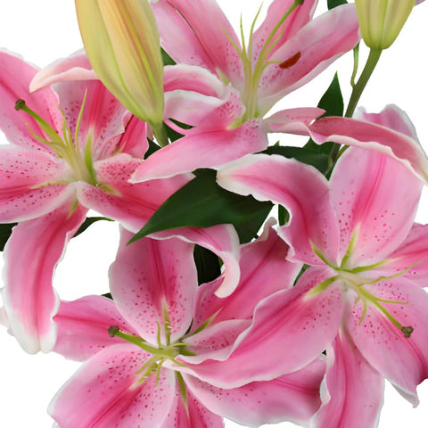 Dazzling Pink Oriental Lily