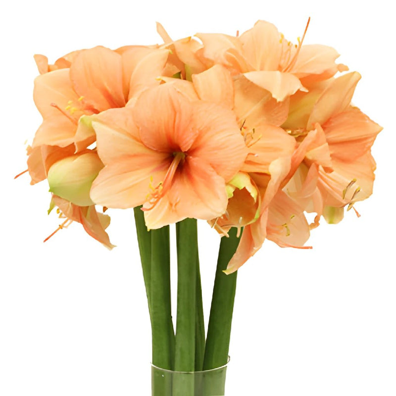 Amaryllis Peach Bulk Flower