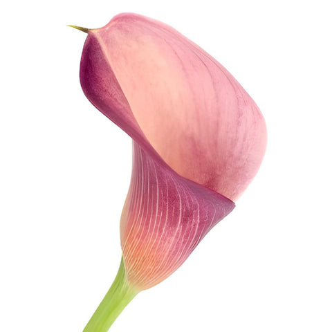 Peach Mini Calla Lily Bulk Flower