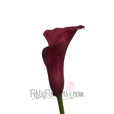 PurpleBerry Mini Calla Lily