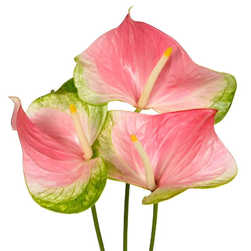 Anthurium Energetic Pink Obake Flower