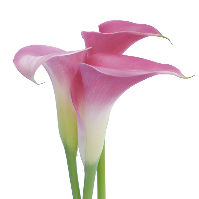 Pink Calla Lily Flower