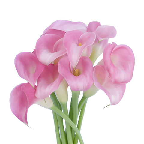 Pink Calla Lily Flower