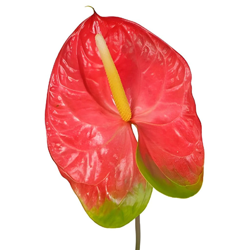 Anthurium Watermelon Obake Flower