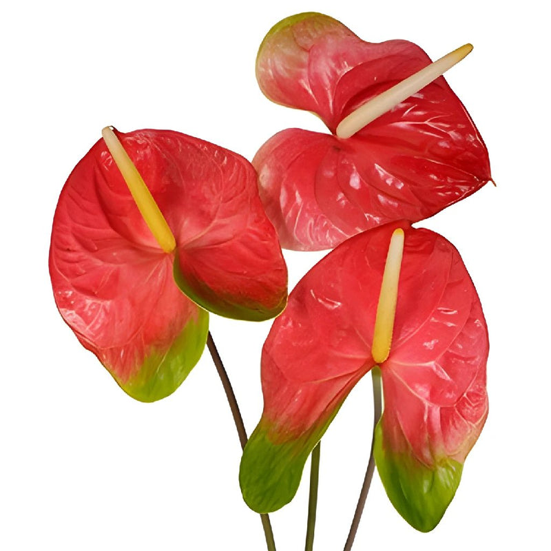 Anthurium Watermelon Obake Flower