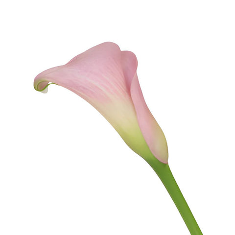 Blushing Bride Mini Calla Lilies