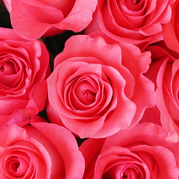 Pinky Promise Rose