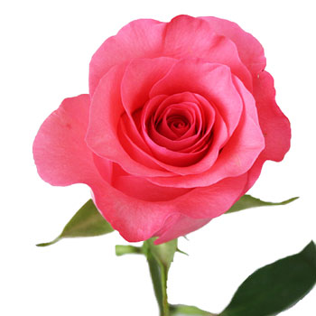 Pinky Promise Rose