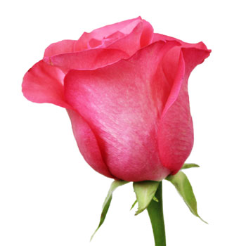 Pinky Promise Rose
