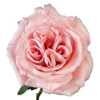 Valentine's Cherub Garden Roses