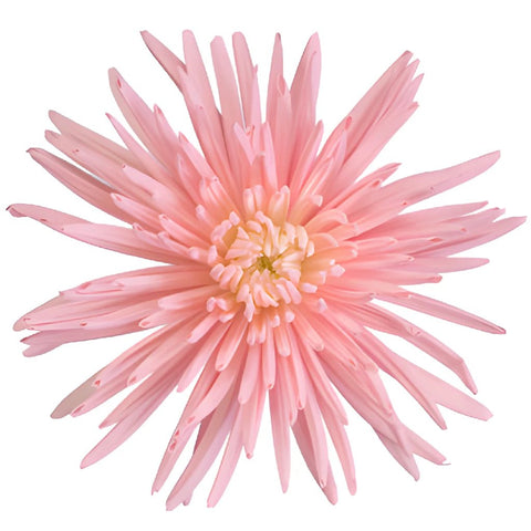 Pink Tinted Spider Mum Flower Bloom