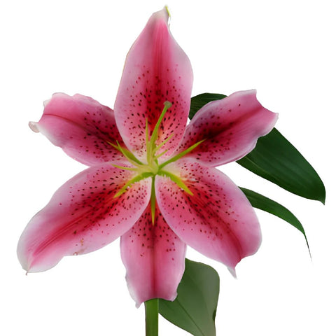 Manifesto Oriental Lily