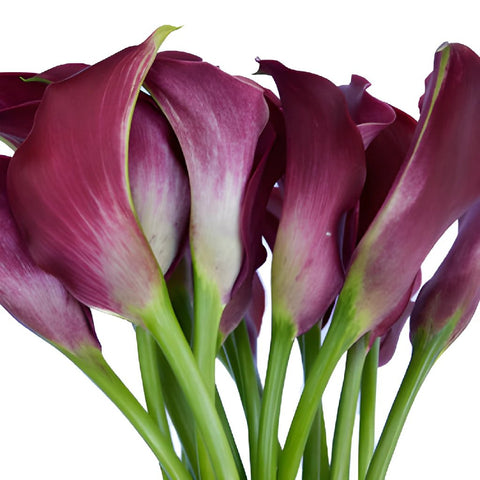 Deep Purple Wine Bulk Mini Calla Lilies