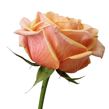 Princess Peach Garden Rose Side Stem View