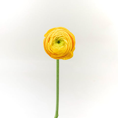 Ranunculus Yellow Flower Stem