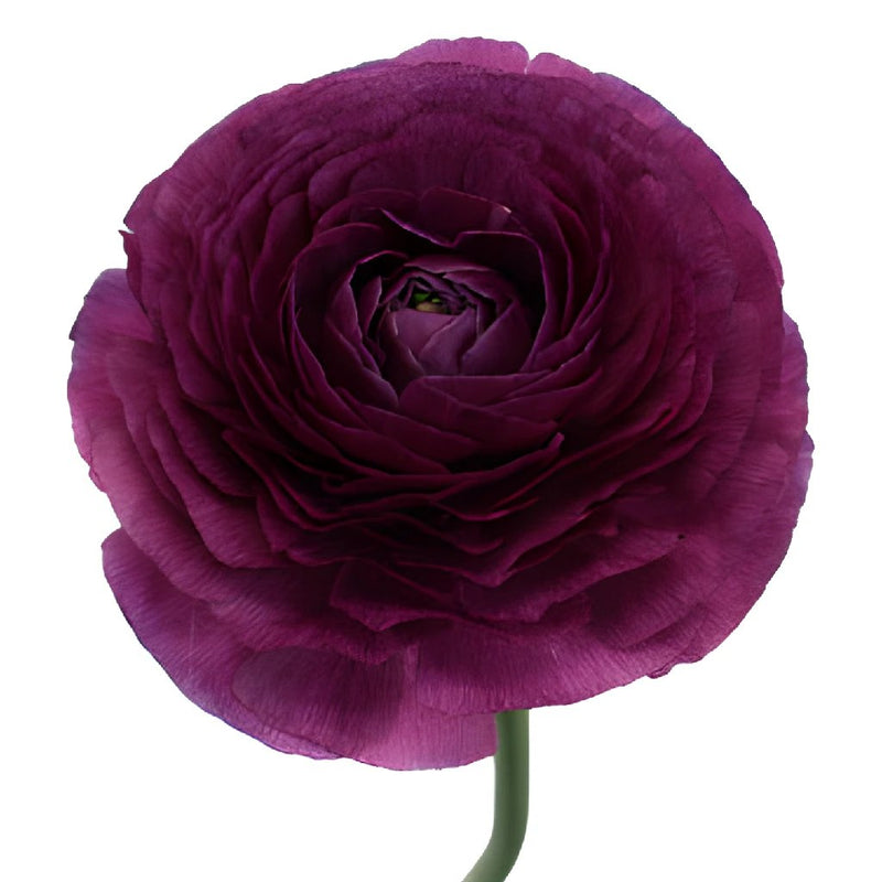 Ranunculus Purpleberry Italian Cloony Flower Stem