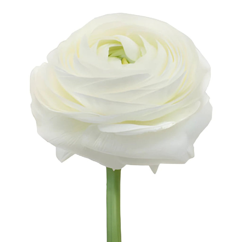 Ranunculus White Italian Cloony Flower Stem