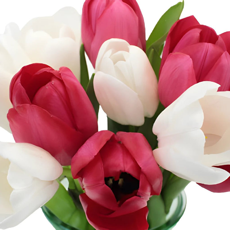 Love Pack Bulk Tulip Flowers