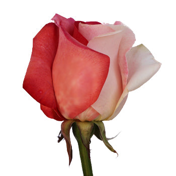 Red and White Rainbow Roses