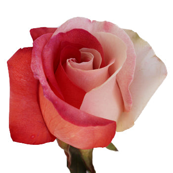 Red and White Rainbow Roses