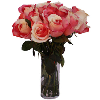 Red and White Rainbow Roses