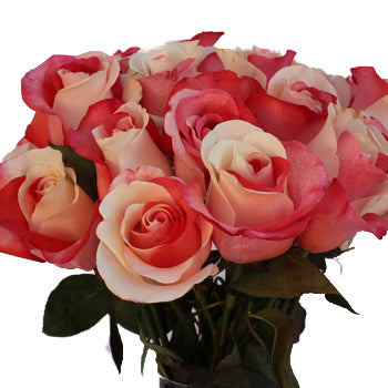 Red and White Rainbow Roses