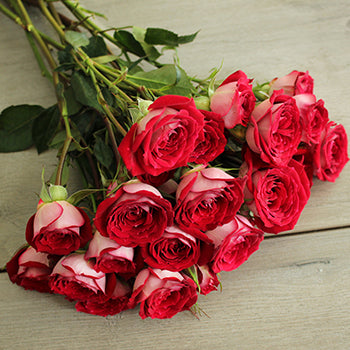 Cherry Pie Red Spray Roses