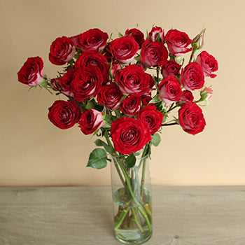 Cherry Pie Red Spray Roses