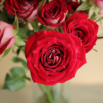 Cherry Pie Red Spray Roses