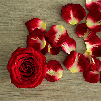 Cherry Pie Red Spray Roses