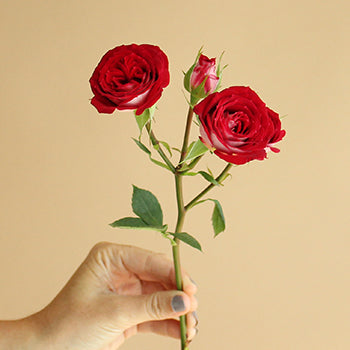 Cherry Pie Red Spray Roses