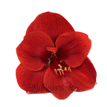 Amaryllis Red Bulk Flower