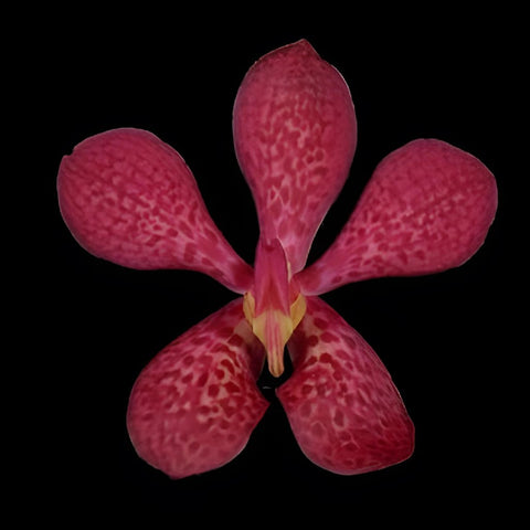 Robin Mokara Orchids Red Flower