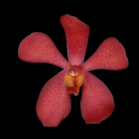 Ruby Mokara Orchids Red Flower